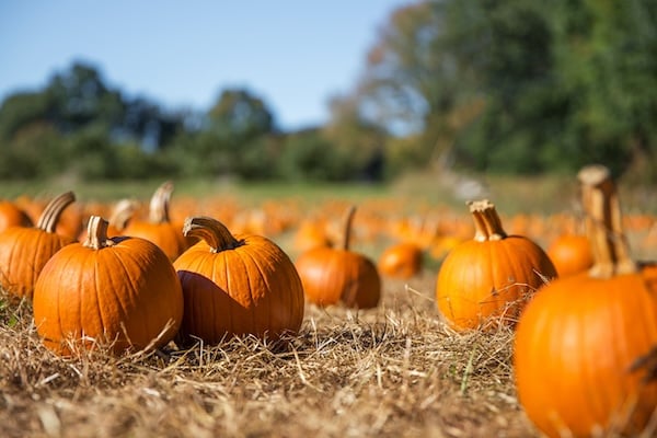 Pumpkins are Good for Your Teeth!